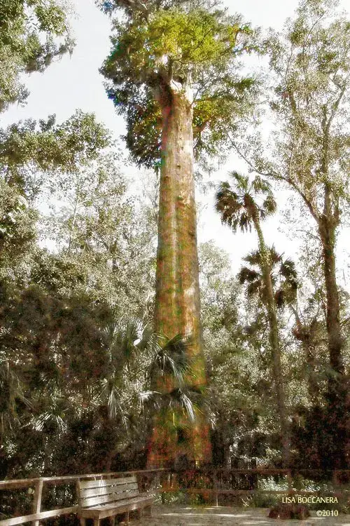 Oldest Tree in Florida "The Senator" Big Tree Park (Longwood, Florida) By: Lisa Boccanera